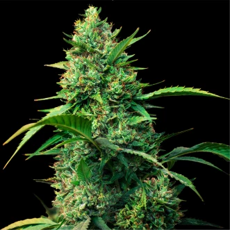 Семена конопли Auto Strawberry Ferry Feminised